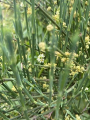 Ephedra chilensis, photograph (c) Gabriela Cartes, some rights reserved (CC BY)