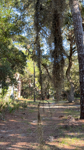 Spanish moss