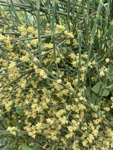 Ephedra chilensis, photograph 3