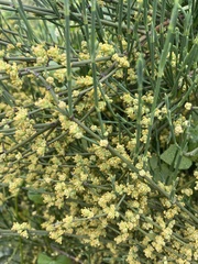 Ephedra chilensis, photograph (c) Gabriela Cartes, some rights reserved (CC BY)