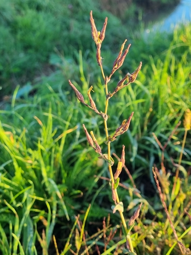 prickly lettuce