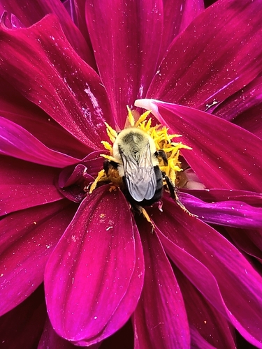Common Eastern Bumble Bee