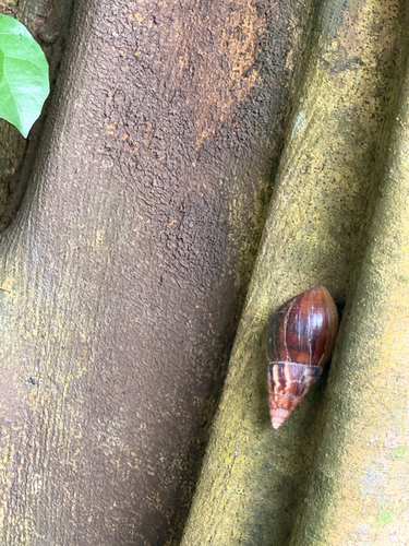 Lissachatina fulica observed 2026-09-25