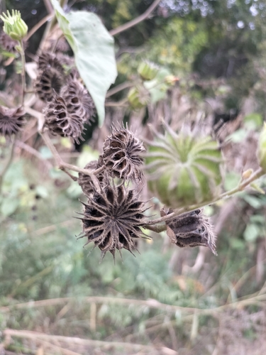 velvetleaf