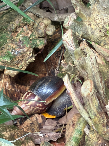 Lissachatina fulica observed 2026-09-25