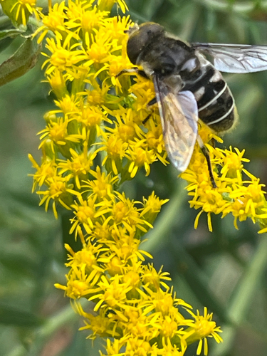 Black-shouldered Drone Fly