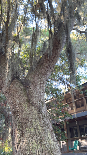 southern live oak