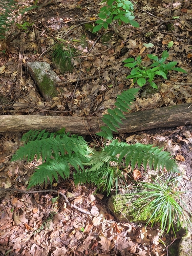 marginal wood fern