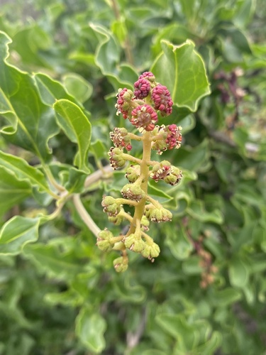 Anisomeria littoralis