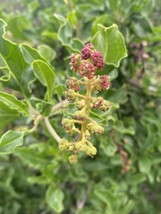 Anisomeria littoralis