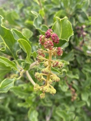 Anisomeria littoralis, photograph (c) Gabriela Cartes, some rights reserved (CC BY)