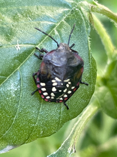 Southern Green Stink Bug