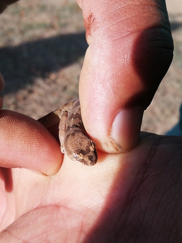 Common Banded Gecko