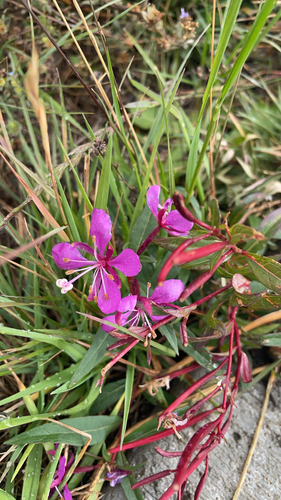 fireweed