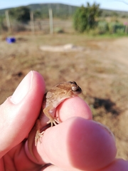 Pachydactylus mariquensis