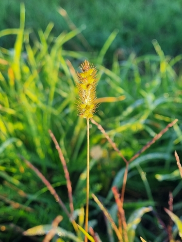 yellow foxtail