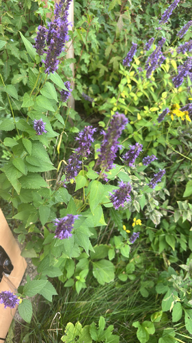 anise hyssop