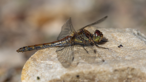 Common Darter