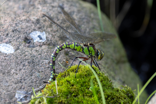 Southern Hawker
