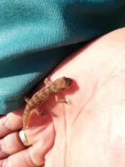 Pachydactylus mariquensis