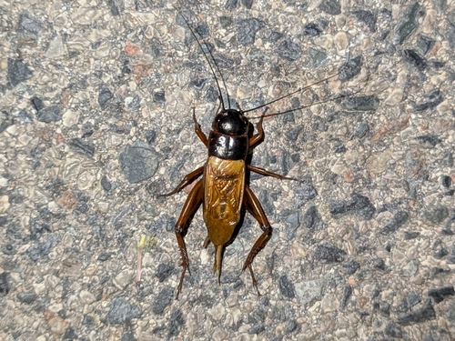 Southern Field Cricket