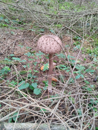 Parasol