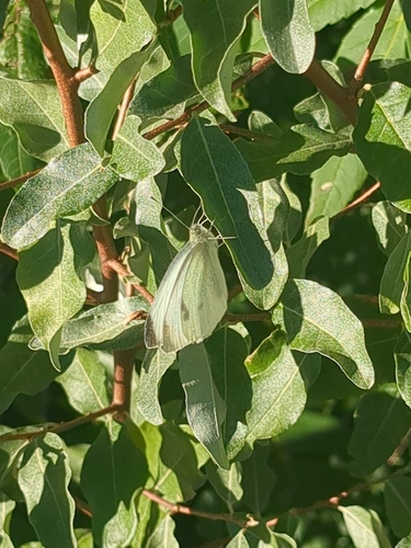 Small White