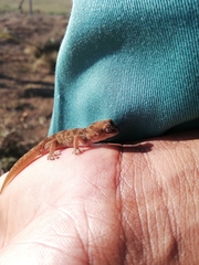 Pachydactylus mariquensis
