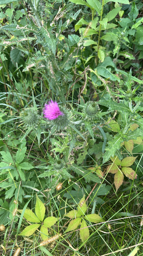 Bull Thistle
