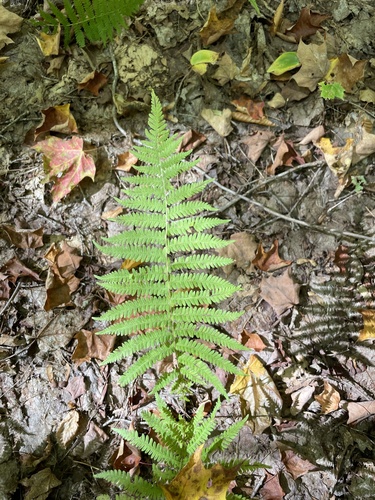 New York fern