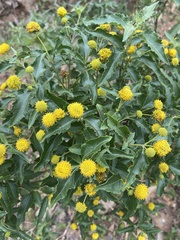 Podanthus mitiqui