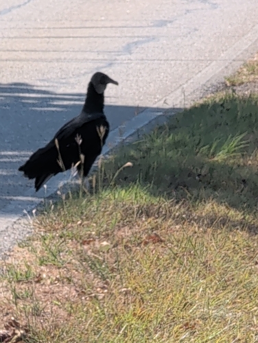 Black Vulture