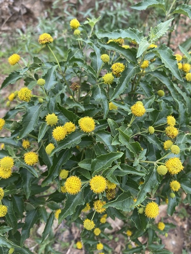 Podanthus mitiqui, photograph 2