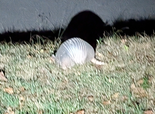 Mexican Long-nosed Armadillo