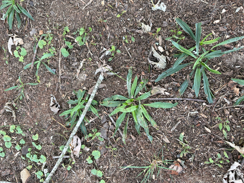 ribwort plantain