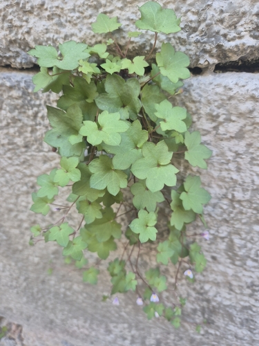Ivy-leaved toadflax