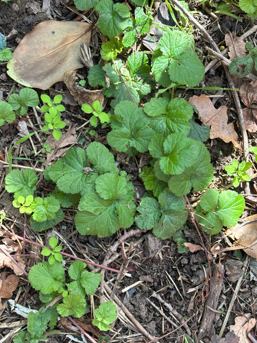 Geum urbanum, photograph 4