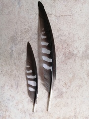 Cuculus poliocephalus