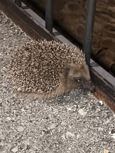 Common Hedgehog