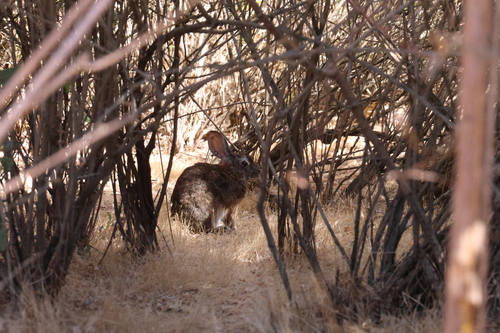 Riparian Brush Rabbit