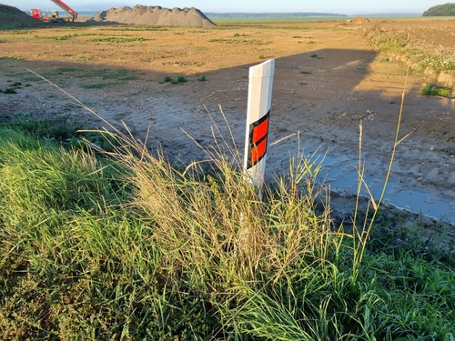 Quack Grass