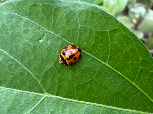 Coelophora inaequalis observed 2026-09-25