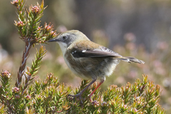Scrubtit photo 4