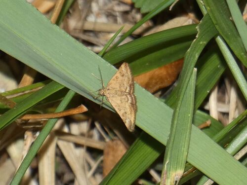 Straw-barred Pearl
