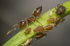 Crematogaster ashmeadi