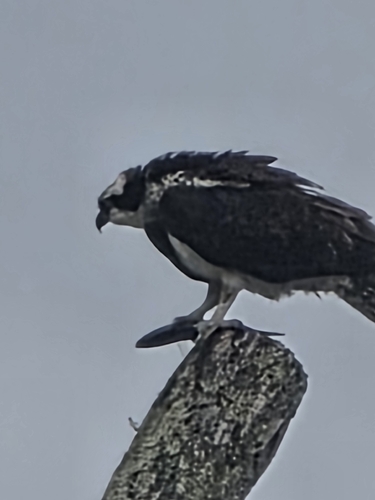 Osprey