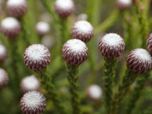 Brunia noduliflora, photograph 1