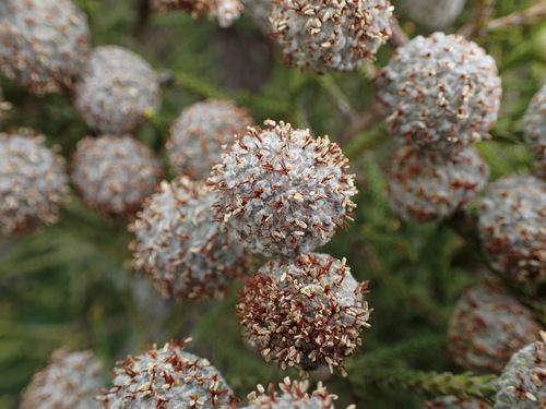 Brunia noduliflora