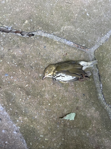 Ovenbird