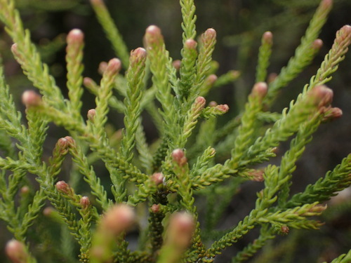 Brunia noduliflora, photograph 2
